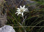 stella Alpina, corali leggende