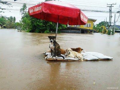 Bangkok Thailandia le foto simpatiche dell'alluvione