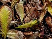 Canzone d'autunno