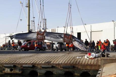 Balena si incaglia e muore nel porto di Savona