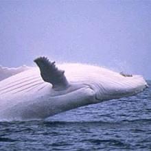 Balena si incaglia e muore nel porto di Savona