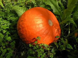 Una zucca da paura!