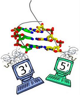 SISSA: ricercatore (34anni) dal Miur 500.000 euro per studiare RNA-virus epatite C