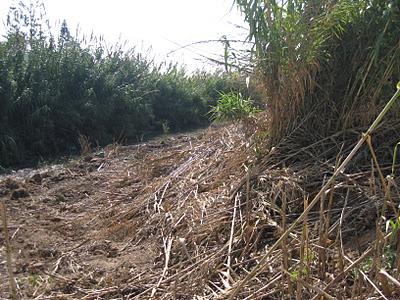 Menfi, valloni puliti. Riunione tecnico-operativa tra i vertici ESA - Consorzio di Bonifica - Comune. Interventi anche sulle strade di campagna