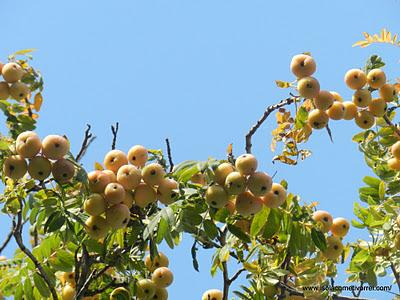 Contrasti di foglie, frutti e rapaci nel cielo di Treixe.