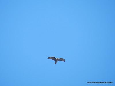 Contrasti di foglie, frutti e rapaci nel cielo di Treixe.