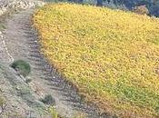 Pensieri strade bianche