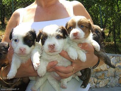 ANIMALI E STATO DI FAMIGLIA