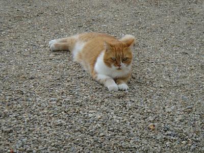 Vorrei dormire come un gatto