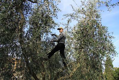 un olivo da coccarda