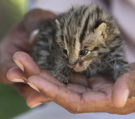 FOTO DEL GIORNO 2 NOVEMBRE 2011 : GATTI LEOPARDO APPENA NATI SALVATI NELL'ALLUVIONE IN CAMBOGIA