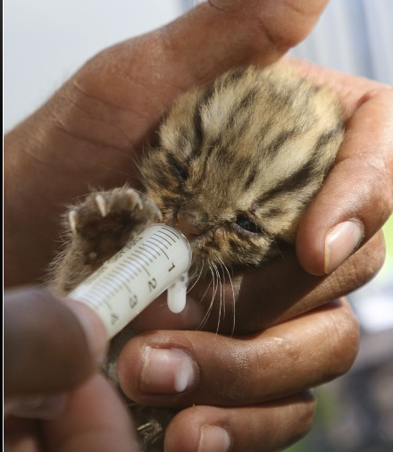 FOTO DEL GIORNO 2 NOVEMBRE 2011 : GATTI LEOPARDO APPENA NATI SALVATI NELL'ALLUVIONE IN CAMBOGIA