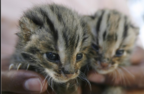 FOTO DEL GIORNO 2 NOVEMBRE 2011 : GATTI LEOPARDO APPENA NATI SALVATI NELL'ALLUVIONE IN CAMBOGIA