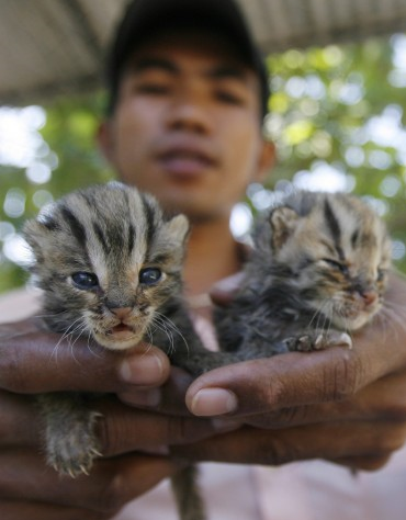 FOTO DEL GIORNO 2 NOVEMBRE 2011 : GATTI LEOPARDO APPENA NATI SALVATI NELL'ALLUVIONE IN CAMBOGIA