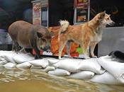 Foto divertenti Blog Thailandesi Evacuazione alluvione Thailandia