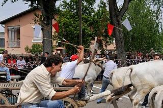 Corsa dei buoi di Asigliano: inciviltà o tradizione?