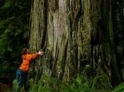 Abbracciare albero