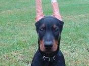 Cani: vietato tagliare coda orecchie