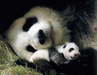 Una mamma panda