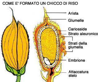 Riso integrale cipollotti e basilico