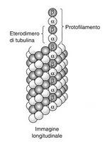 Il citoscheletro