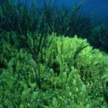 Buone nuove: l’alga caulerpa taxifolia abbandona l’Adriatico