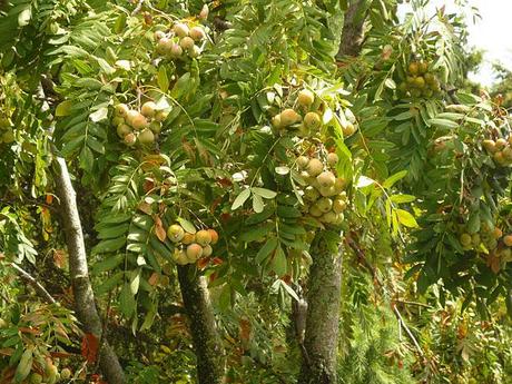 Il Sorbo,albero da frutto e da giardino