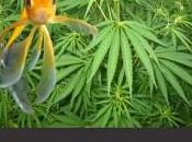 “Libro Maria” ebook adozione