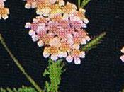 Achillea