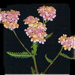 Achillea