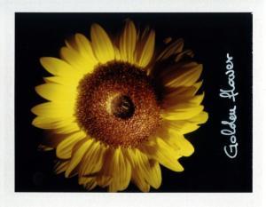 Polaroiders Fundraising for Levanto – Third auction reminder