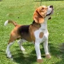 Violenza sessuale nei confronti una cane di razza Beagle