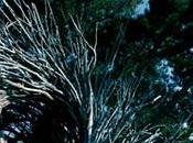 Human Nest’at Sur_Jayson Fann