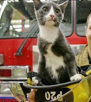 Sorprendenti storie di animali eroici