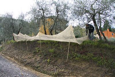 l'olio di Pierino