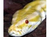 Chiasso: serpente water. Allarme animali esotici