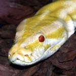 Chiasso: serpente nel water. Allarme animali esotici