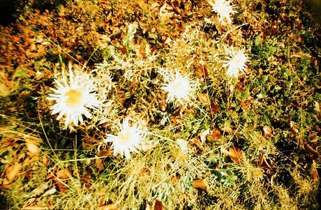 LOMOGRAPHY • La Sardina, Lomography Color Slide x-pro 200, andando per funghi....