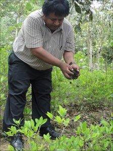 In Bolivia la coca concima la terra