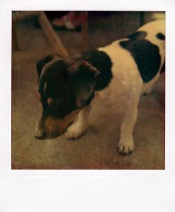 Polaroiders Fundraising for Levanto – 4th auction reminder