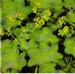 Alchemilla