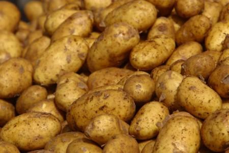 patate Prima patata OGM, ora allesame UE