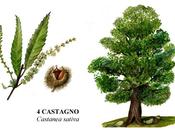 Castagno