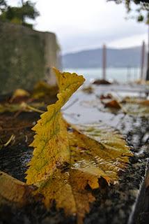 Visioni d'autunno sul Lago Maggiore.