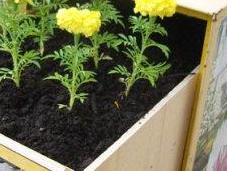 Verde! Guerrilla Gardening!