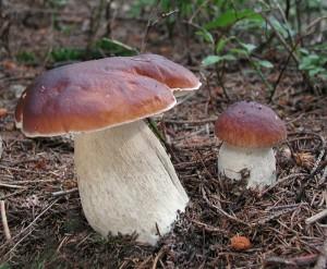 Gli Alieni siamo Noi – Funghi