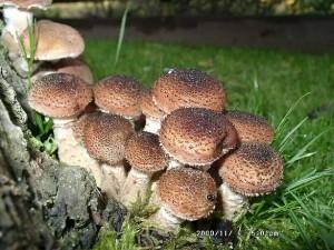 Gli Alieni siamo Noi – Funghi