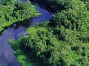 brasile muore difendere polmone verde mondo: l’amazzonia