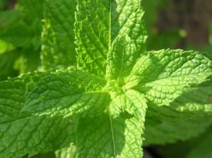 Menta piperita proprietà