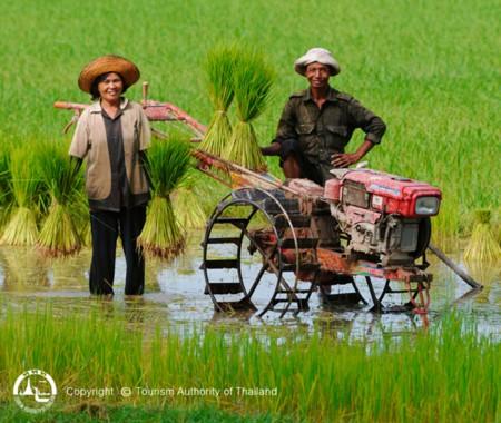 Yasothon.